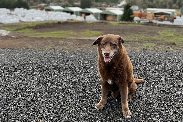 Friendly brown dog smiles at a lumberyard